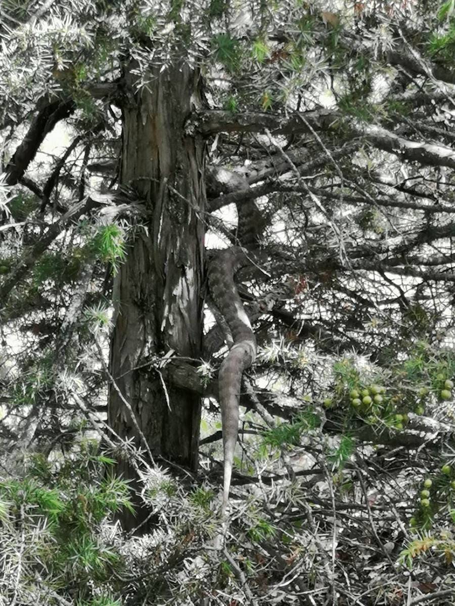 Türkiye'de görüldü! Koca engerek paniği 7